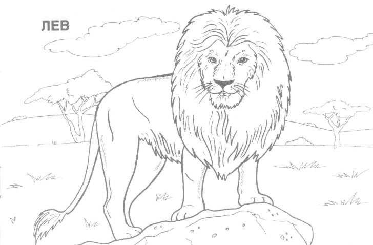 Free Printable Wild Animal Coloring Pages