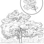 Connecticut State Tree Coloring Page | Free Printable Coloring Pages   Tree Coloring Pages Free Printable