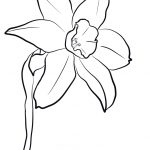 Daffodil Coloring Page | Free Printable Coloring Pages   Free Printable Pictures Of Daffodils