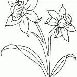 Daffodil Flowers Coloring Page | Free Printable Coloring Pages   Free Printable Pictures Of Daffodils