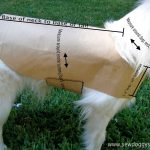 Diy How To Make Your Pet A Coat : Pet Coat Pattern   So Easy! | Pets   Free Printable Dog Coat Sewing Patterns
