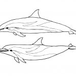 Dolphins Coloring Pages | Free Coloring Pages   Dolphin Coloring Sheets Free Printable