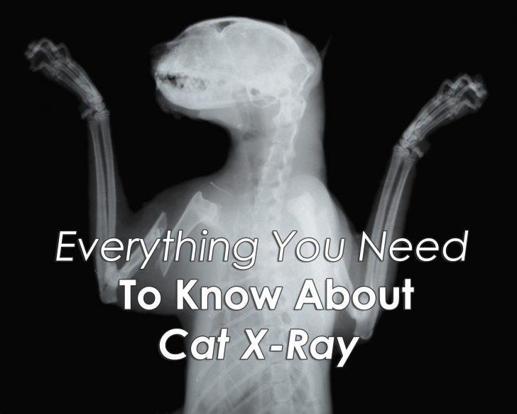 Free Printable Animal X Rays