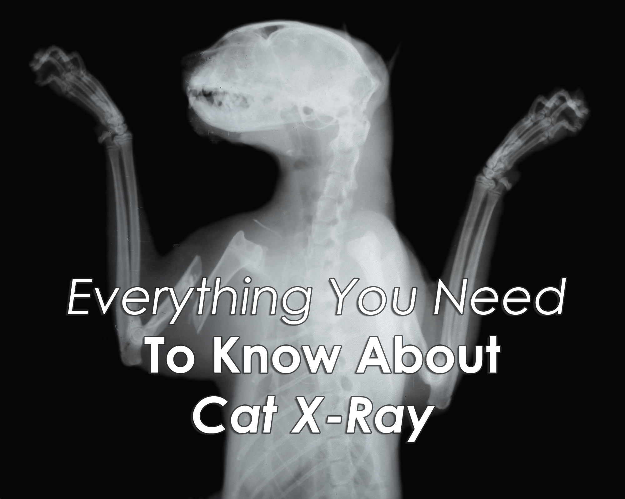 Everything You Need To Know About Cat X Ray - Free Printable Animal X Rays