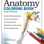 Free: Anatomy Coloring Book On Google#college #anatomy | Cc Cycle 3   Free Printable Muscle Flashcards