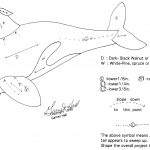 Free Orca Intarsia Woodworking Pattern  More Advanced | Scroll Saw   Free Printable Intarsia Patterns