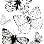 Free Printable Butterfly Colouring Pages | Bible Class | Butterfly   Free Printable Butterfly Pictures