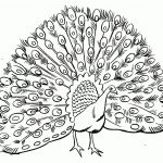 Free Printable Peacock Coloring Pages For Kids | Peacock Party   Free Printable Peacock Pictures