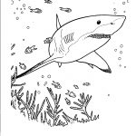 Free Printable Shark Coloring Pages For Kids   Free Printable Great White Shark Coloring Pages