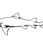 Free Printable Shark Coloring Pages For Kids   Free Printable Shark Coloring Pages