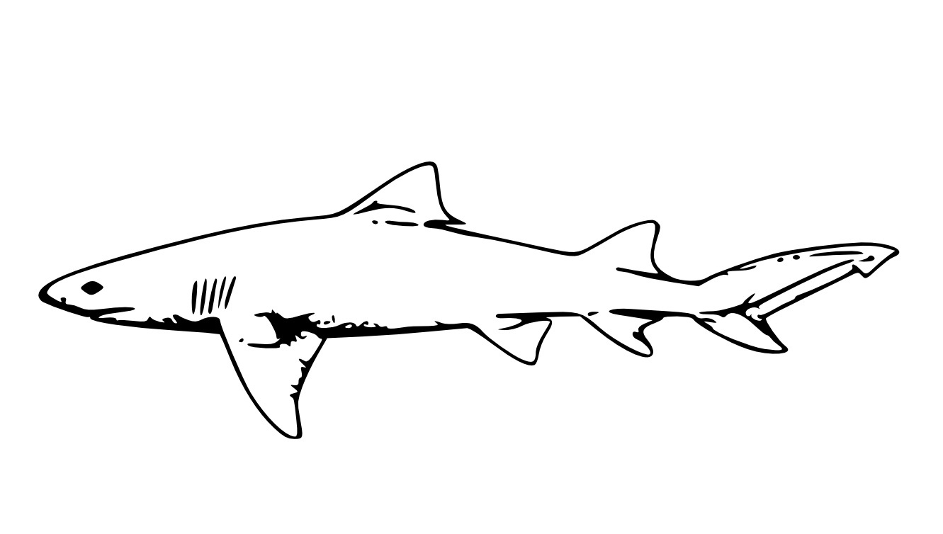 Free Printable Shark Coloring Pages For Kids - Free Printable Shark Coloring Pages