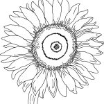 Free Printable Sunflower Coloring Pages For Kids | Auction Art   Free Printable Sunflower Template