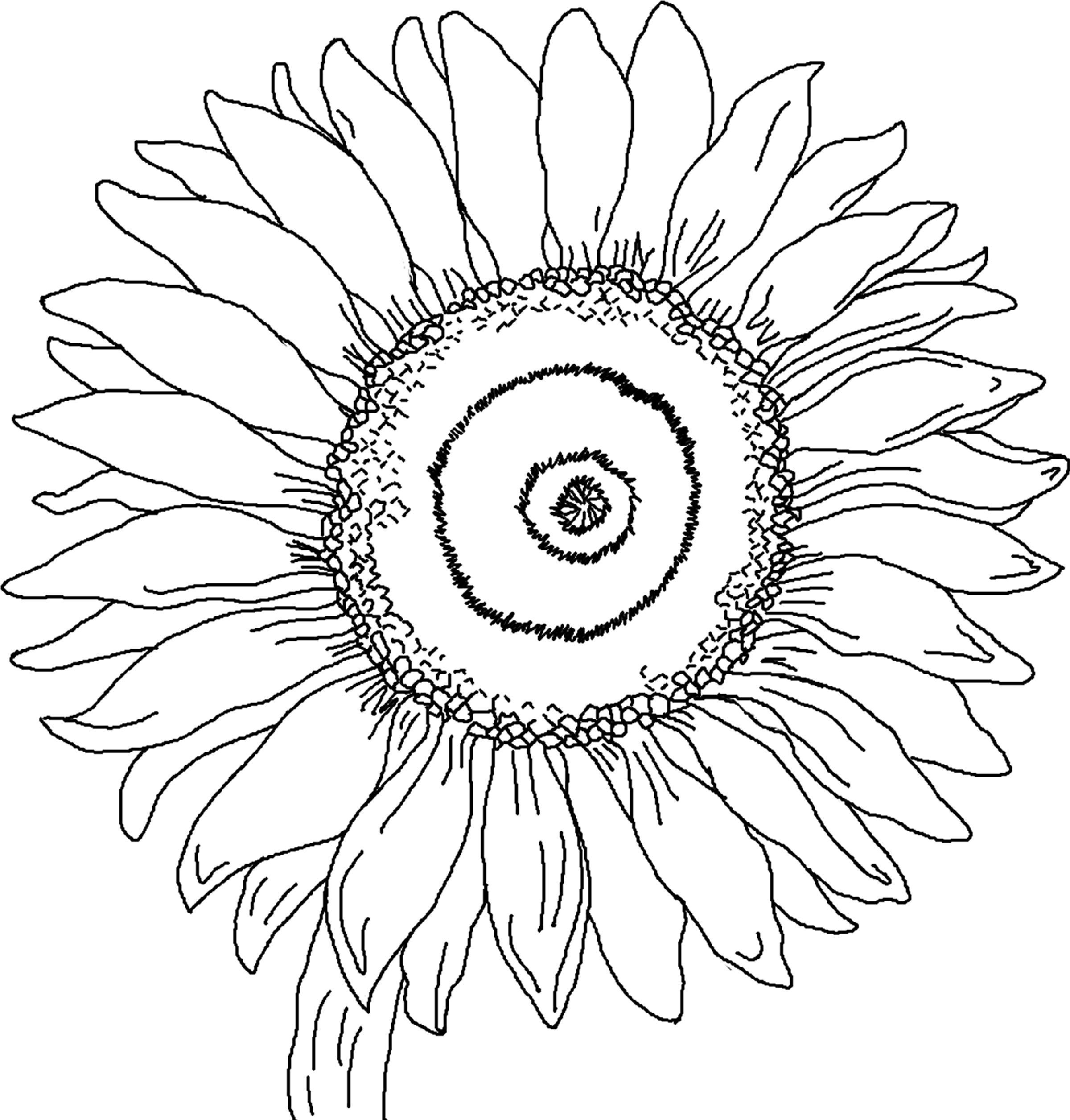 Free Printable Sunflower Coloring Pages For Kids | Auction Art - Free Printable Sunflower Template