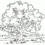 Free Printable Tree Coloring Pages For Kids   Tree Coloring Pages Free Printable