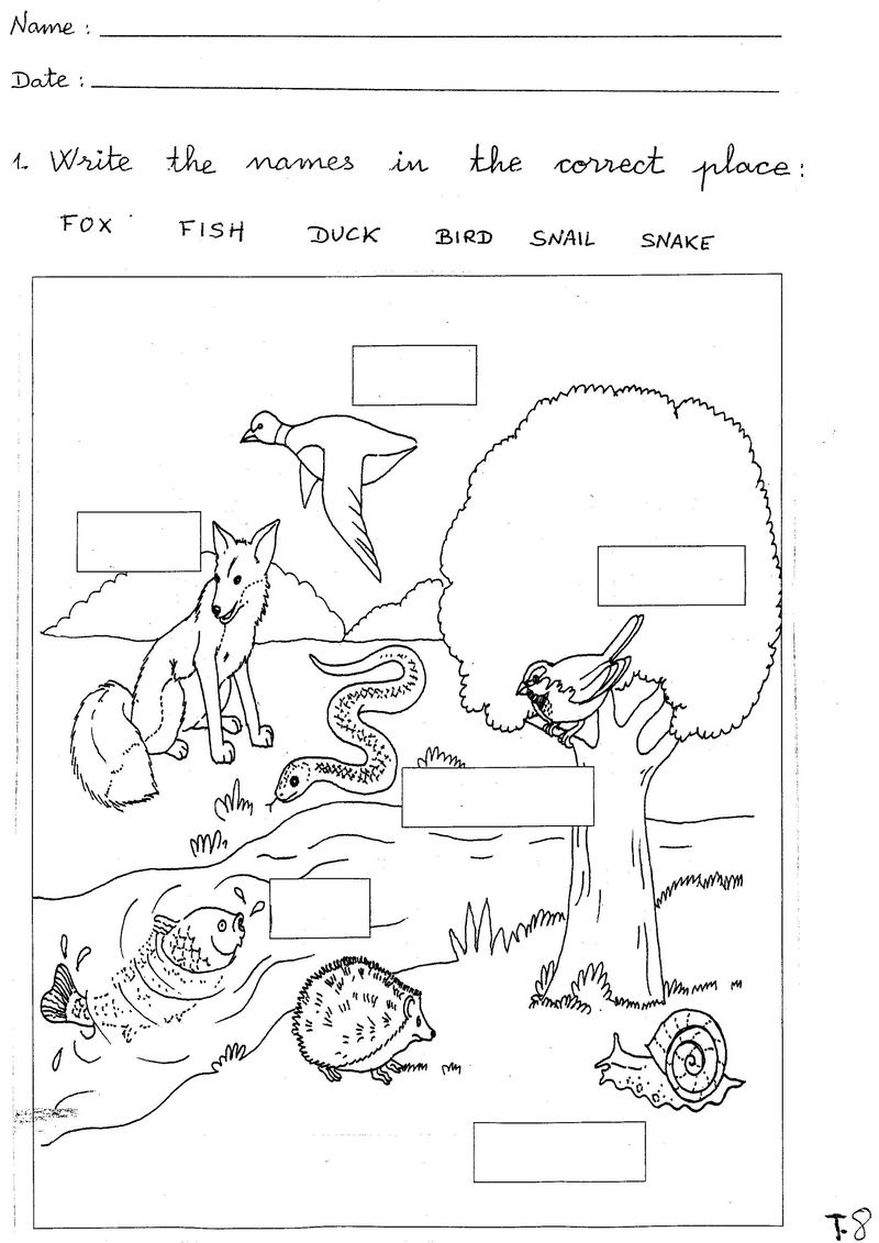 Free Science Worksheets Animal - Printable Worksheet - Free Printable Science Worksheets