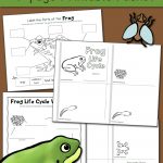Frog Life Cycle Worksheets   Mamas Learning Corner   Life Cycle Of A Frog Free Printable Book
