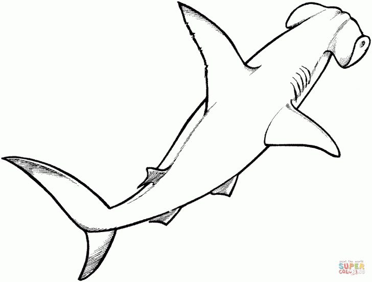 Free Printable Shark Coloring Pages