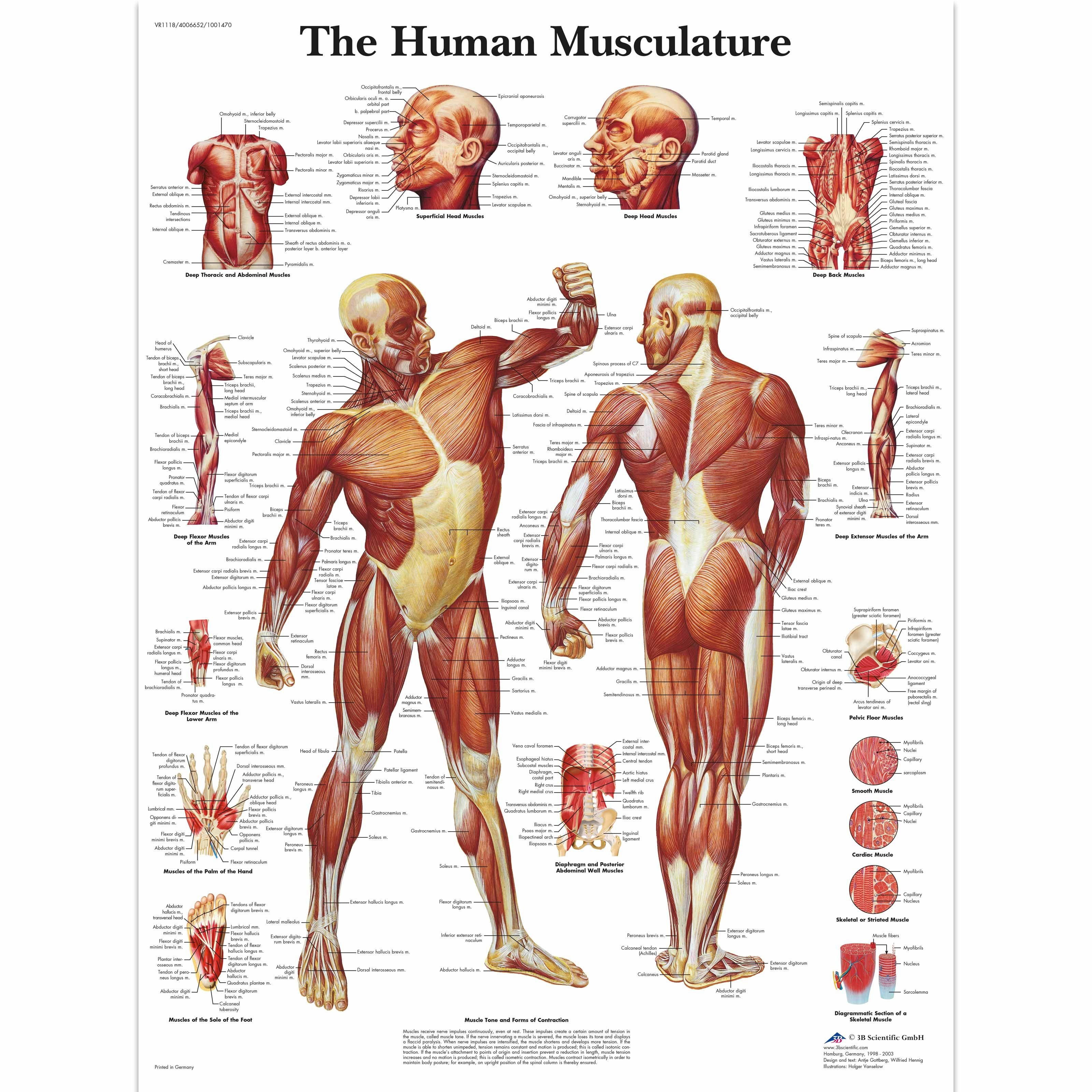 Human Muscle Anatomy . Human Muscle Anatomy Free Printable Human - Free Printable Muscle Flashcards