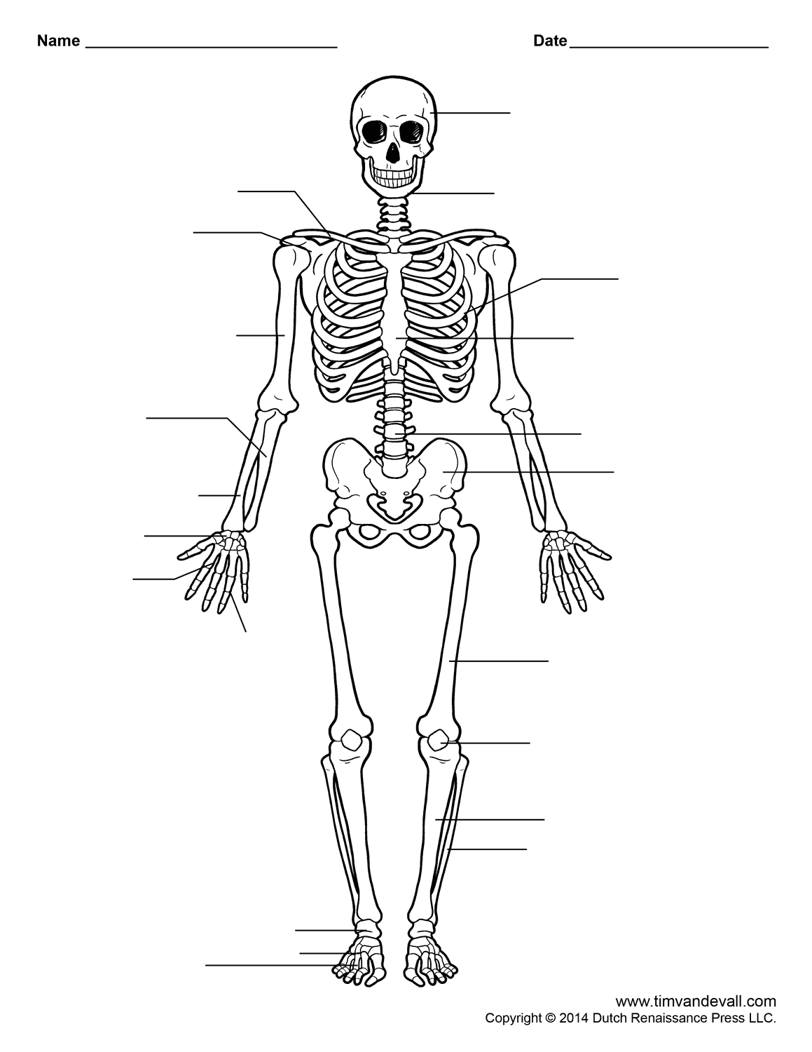 Human Skeleton Worksheet | Homeschool-Science | Human Skeleton - Free Printable Human Anatomy Worksheets