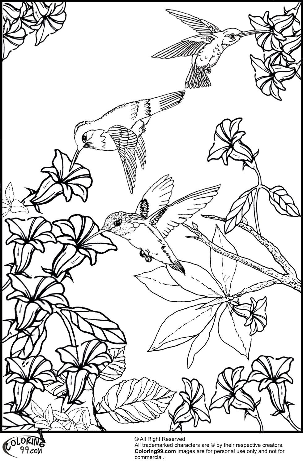 Hummingbirds And Flower Coloring Pages | Misc | Bird Coloring Pages - Free Printable Pictures Of Hummingbirds