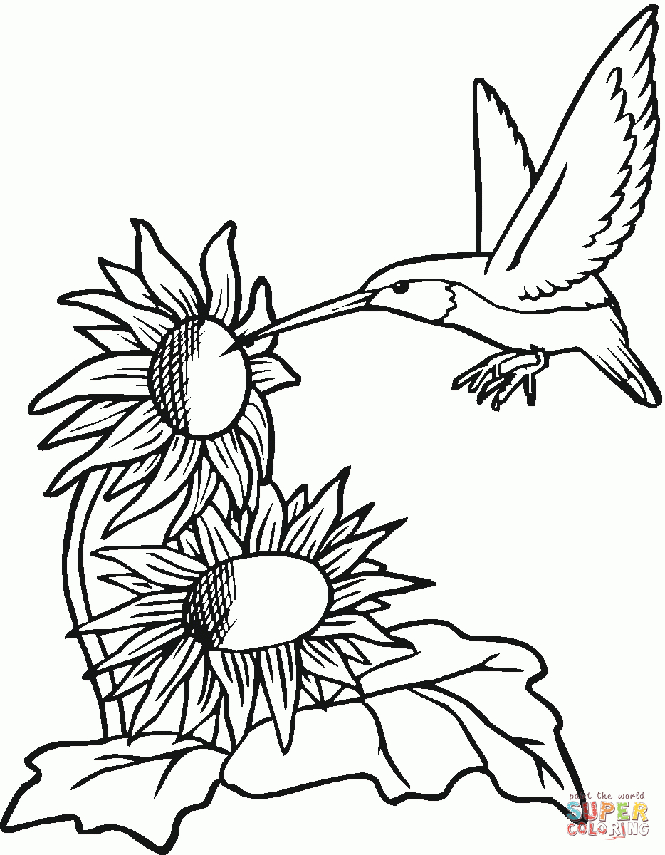 Hummingbirds Coloring Pages | Free Coloring Pages - Free Printable Pictures Of Hummingbirds