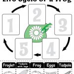 Life Cycle Of A Frog" Free Printable Worksheet | Amphibians | Frog – Life Cycle Of A Frog Free Printable Book
