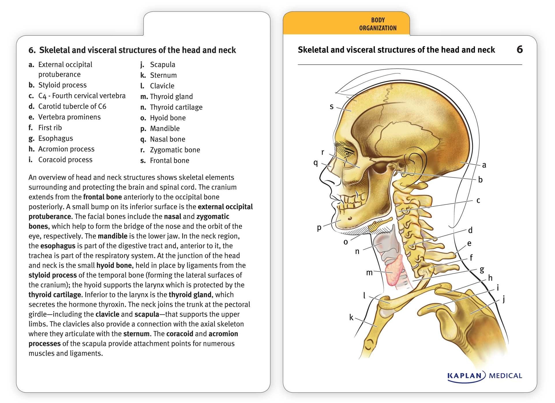 Muscle Anatomy Flash Cards And Introduction To Human Anatomy And - Free Printable Muscle Flashcards