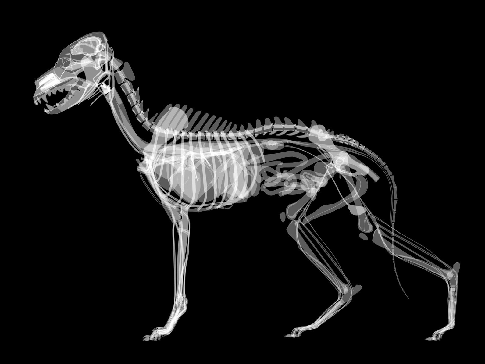 Printable X Ray Pictures – Orek - Free Printable Animal X Rays