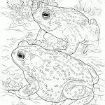 Sonoran Desert Toad Coloring Page | Free Printable Coloring Pages   Free Printable Desert Animals