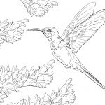 Swallow Tail Hummingbird Coloring Page | Free Printable Coloring Pages   Free Printable Pictures Of Hummingbirds