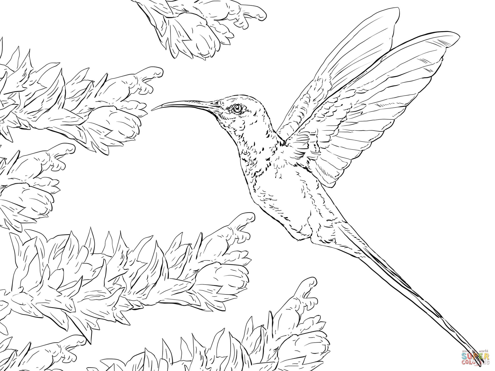 Swallow Tail Hummingbird Coloring Page | Free Printable Coloring Pages - Free Printable Pictures Of Hummingbirds