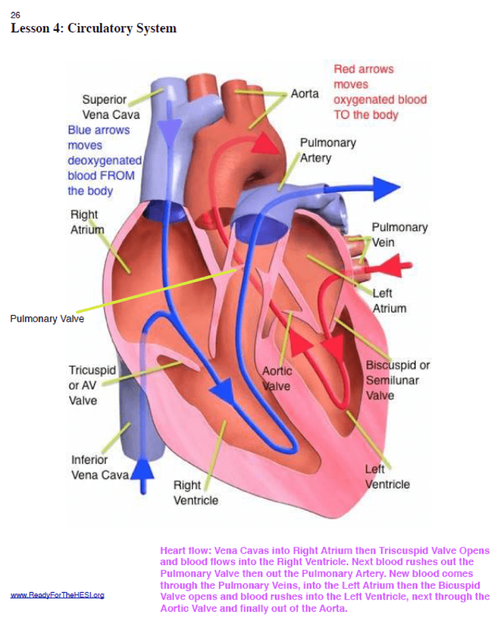 The Ultimate Guide To Scoring High On The Hesi A2 Anatomy And - Free Printable Hesi Study Guide