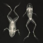 Vintage X Ray Printable Images In 2019 | ♥ Group Boards   Advertise   Free Printable Animal X Rays