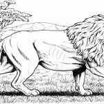 Walking African Lion Coloring Page | Free Printable Coloring Pages   Free Printable Picture Of A Lion