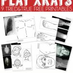 X Ray Drawing Kindergarten At Paintingvalley | Explore   Free Printable Animal X Rays