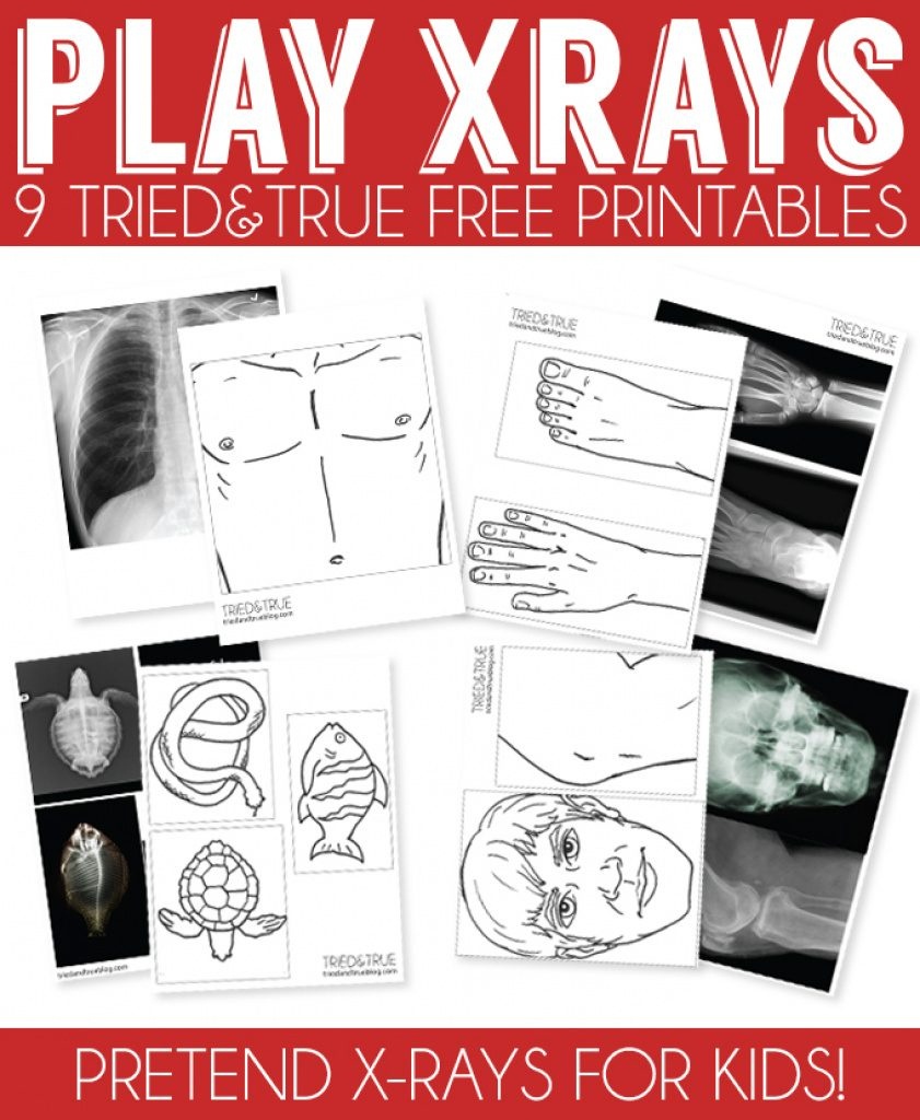 X Ray Drawing Kindergarten At Paintingvalley | Explore - Free Printable Animal X Rays
